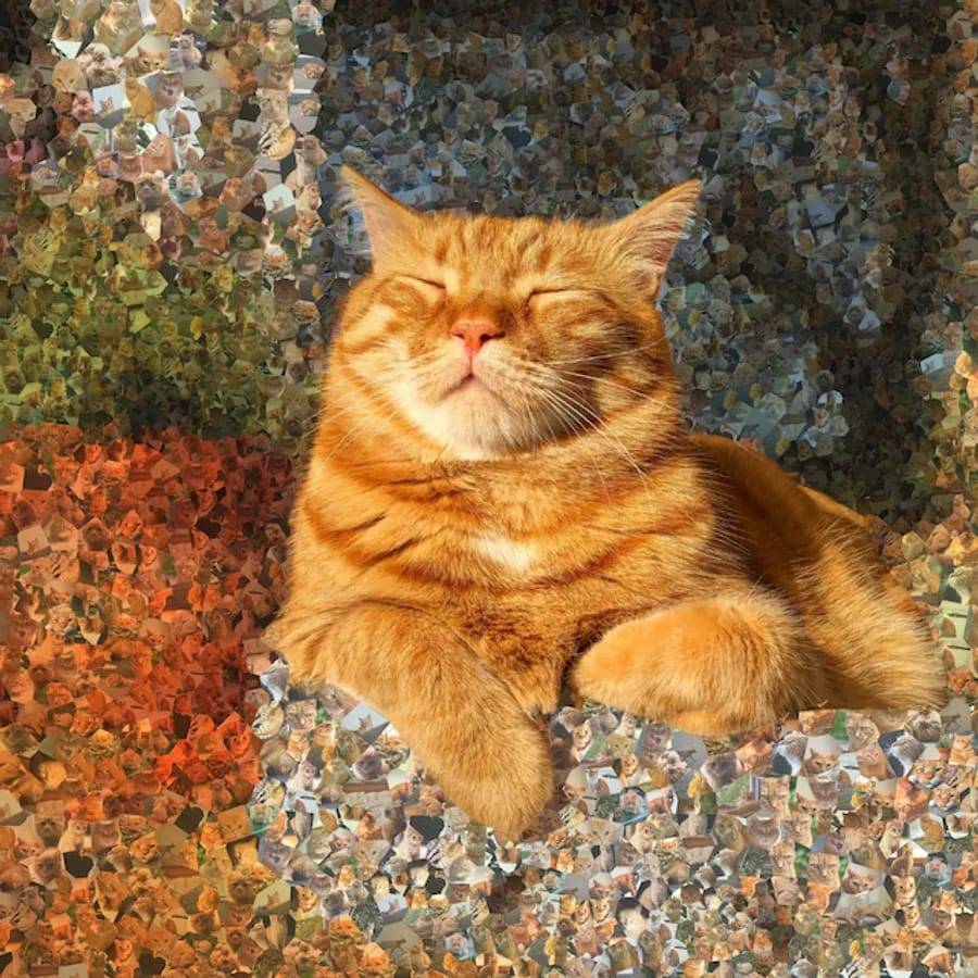 A cat portrait made from hundreds of small photos