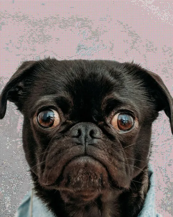 Doug the pug