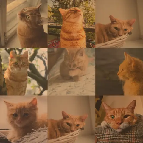 A grid of many cat photos forming a larger portrait