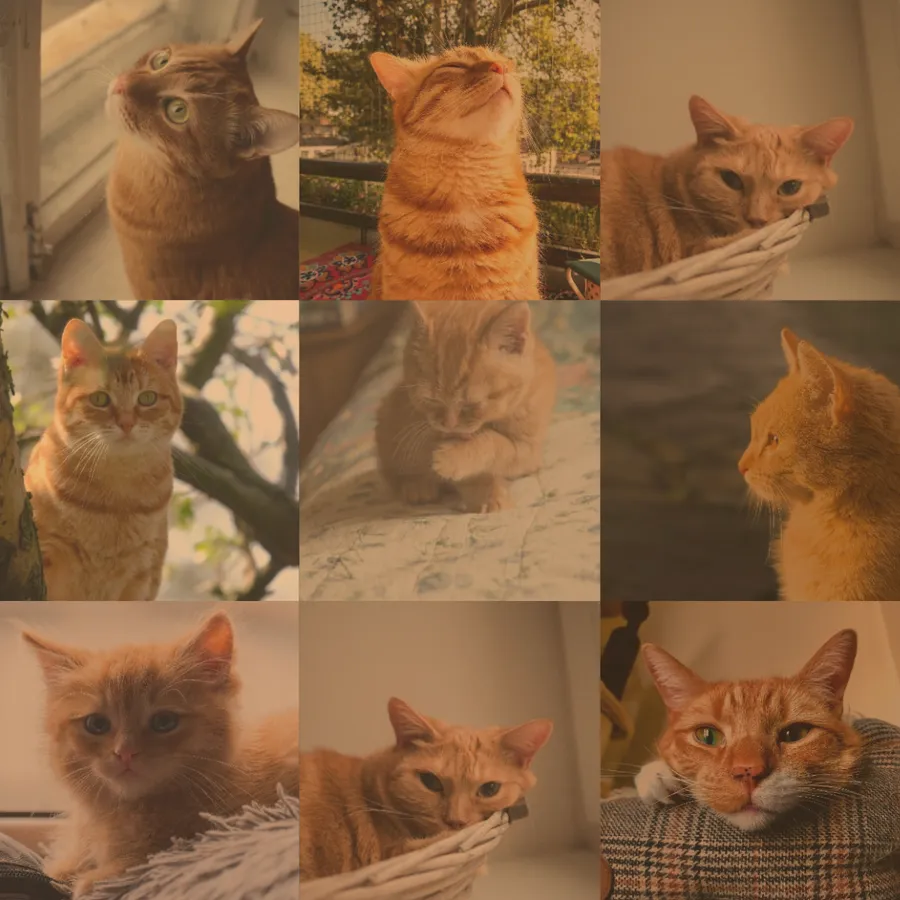 A grid of many cat photos forming a larger portrait