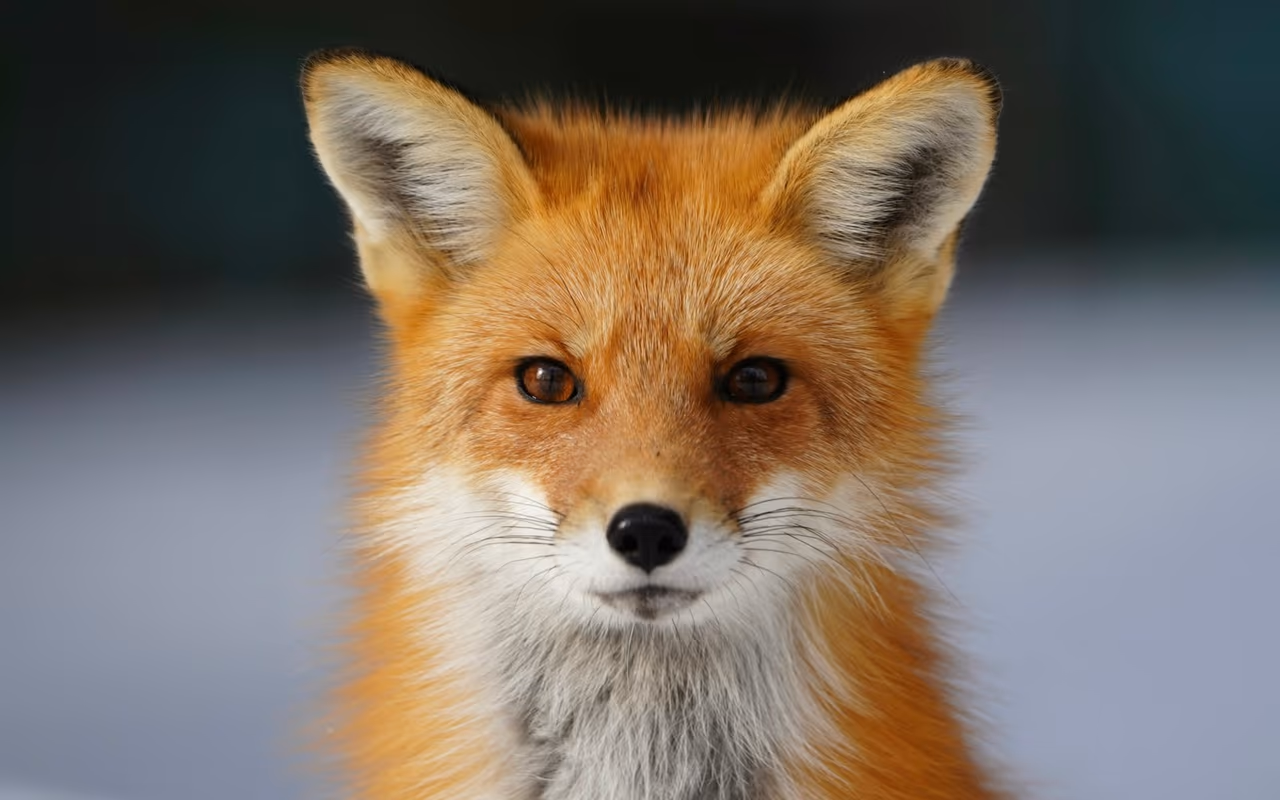 Photo of a fox
